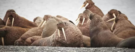 Arctic walrus colony on Wrangel Island