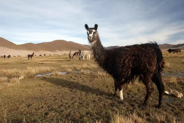 Llama friends found in Peru
