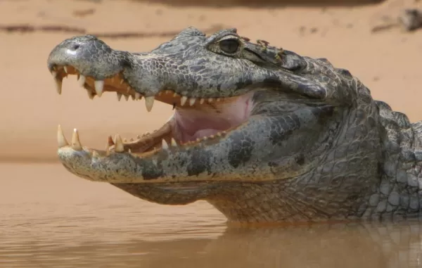 A crocodile raises its head from the river