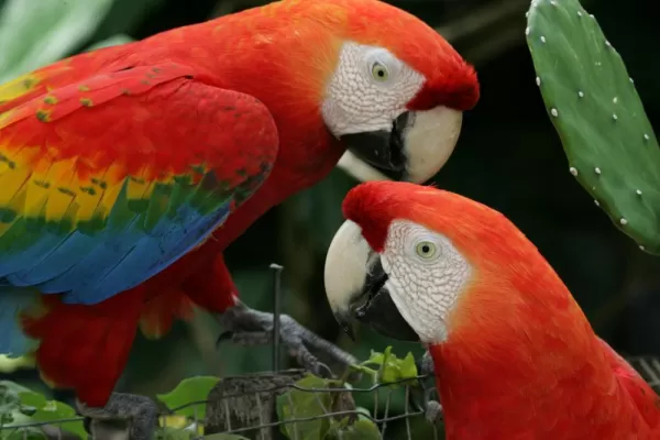 A pair of scarlet macaws