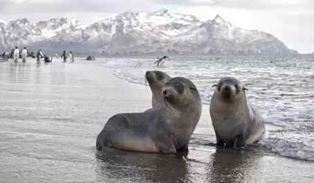 Fur seal paradise in Antarctica