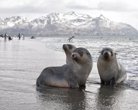 Fur seal paradise in Antarctica