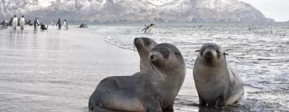 Fur seal paradise in Antarctica