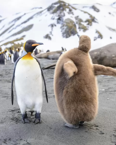 The penguins of Antarctica