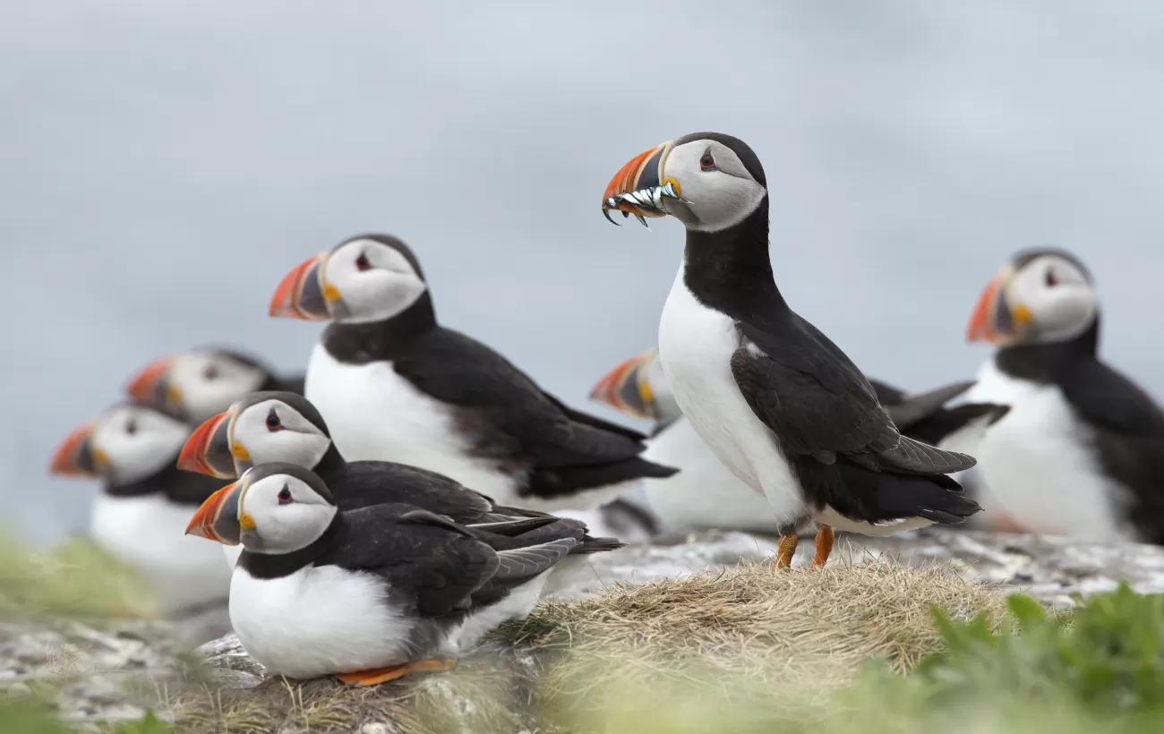 Arctic puffins