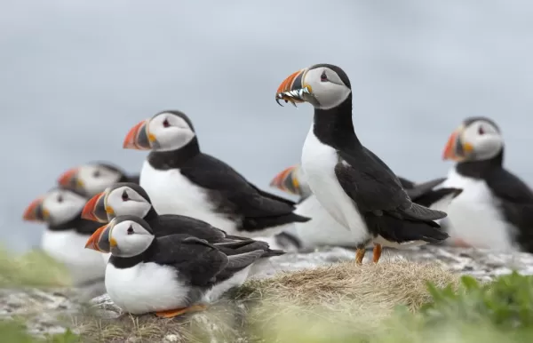 Arctic puffins