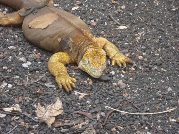 Land iguana at the Charles Darwin Research center