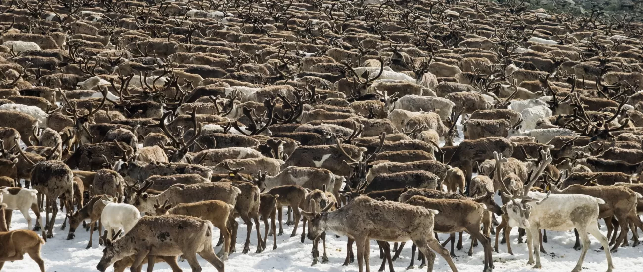 Herd of Arctic reindeer