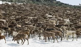 Herd of Arctic reindeer