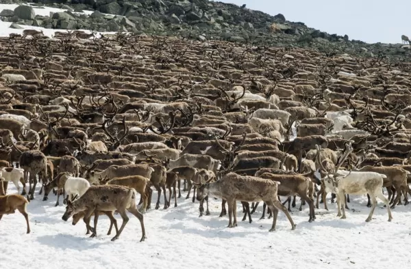 Herd of Arctic reindeer