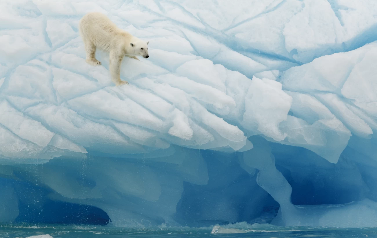 Polar bear balances on the ice in the Arctic
