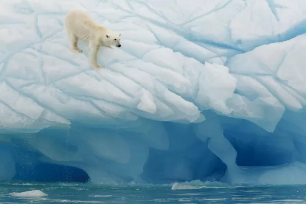 Polar bear balances on the ice in the Arctic