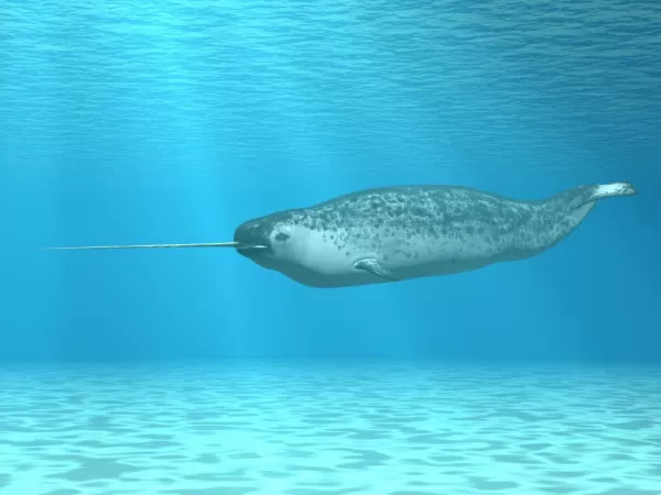 The elusive narwhal in the Arctic