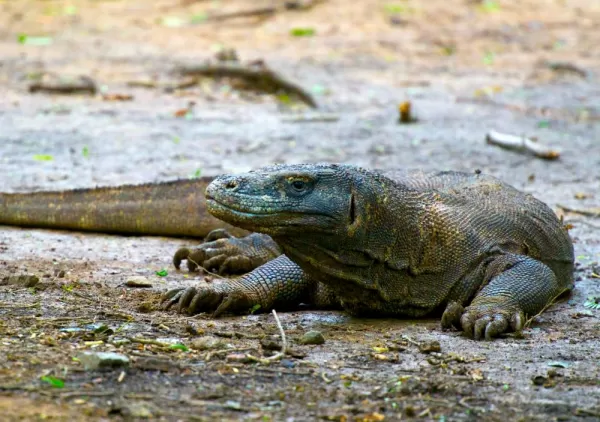 A komodo dragon rests on the shore