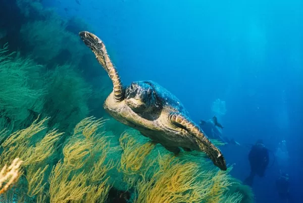 Sea turtle swimming with snorkelers