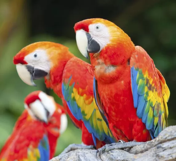 Macaws in the Amazon