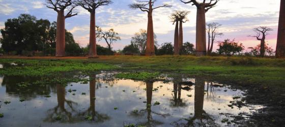 Baobab trees