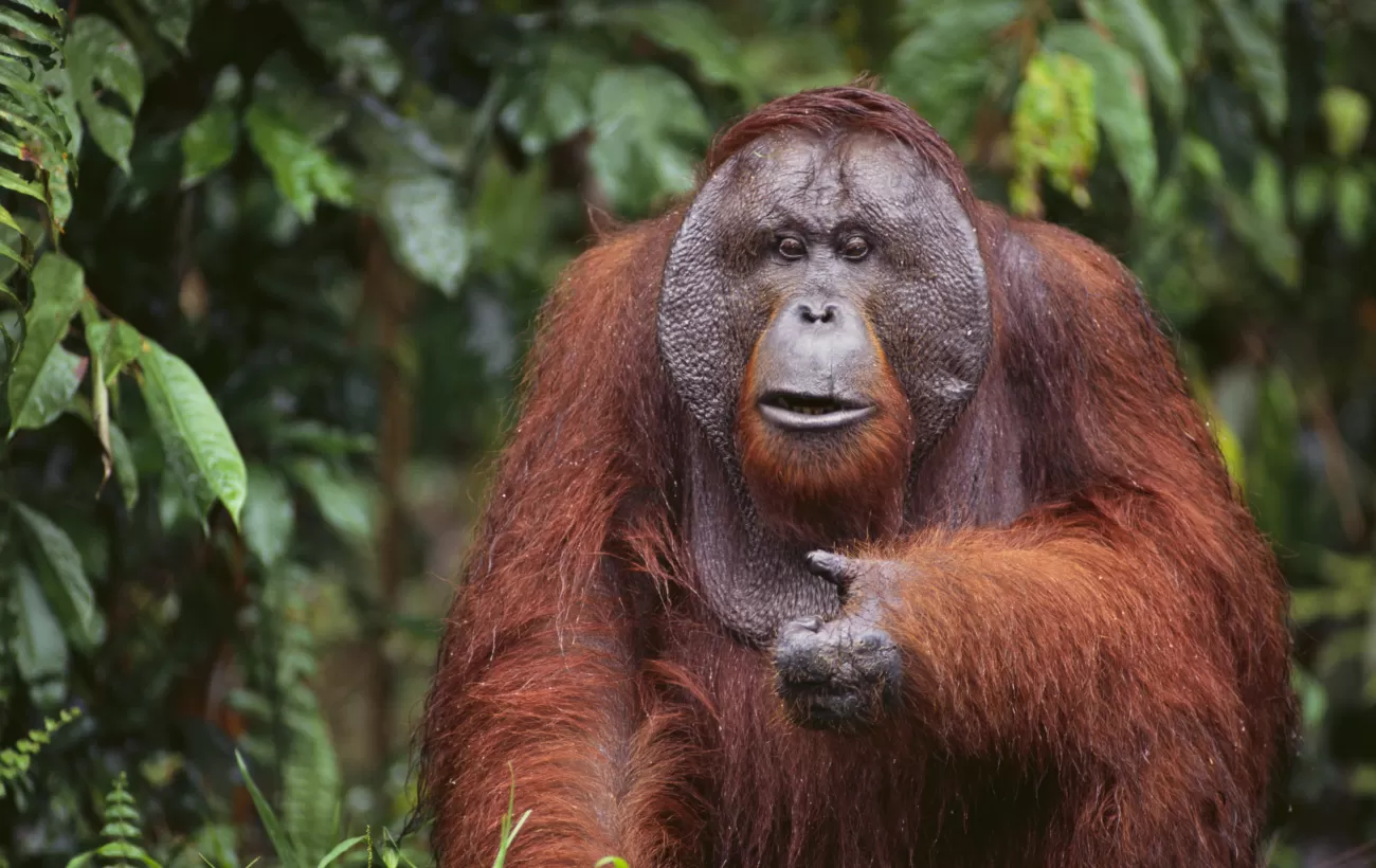 Orangutan in the wild