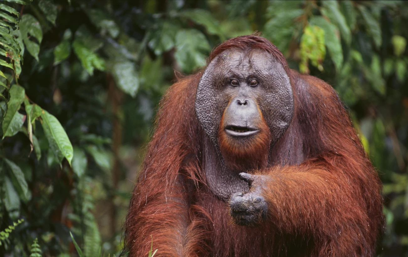 Orangutan in the wild