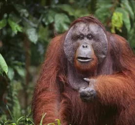 Orangutan in the wild