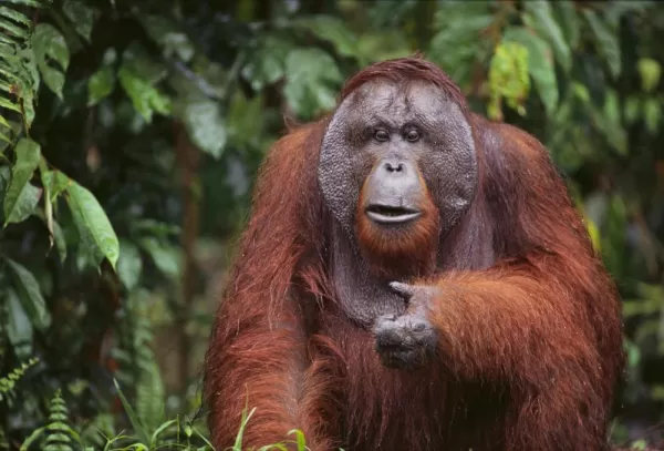 Orangutan in the wild