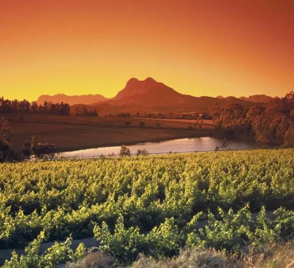 Sunrise above vineyards around Paarl, Western Cape, South Africa