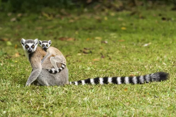 Lemurs of Madagascar