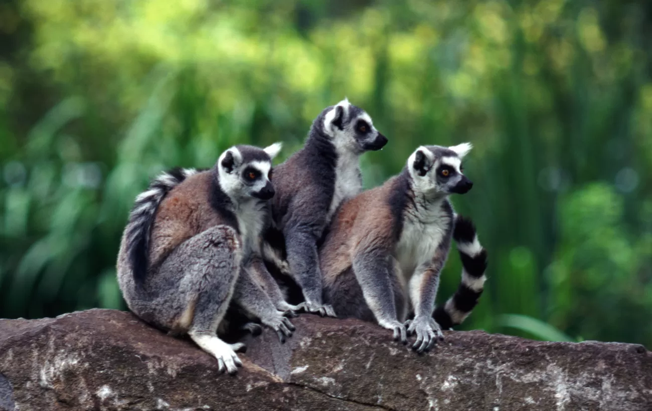 Top 10 Wildlife to See in Madagascar