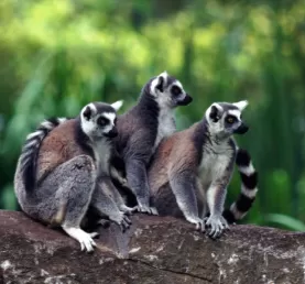 Lemur family in Madagascar