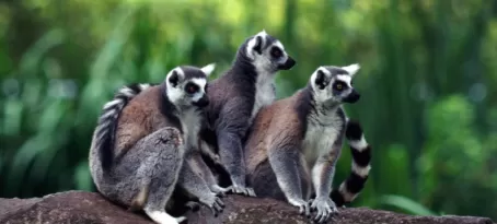 Lemur family in Madagascar