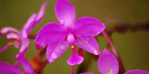 Orchids of Costa Rica