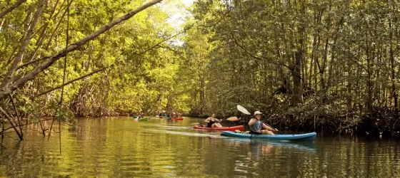 Mangrove Kayaking in Quepos - Iguanatours