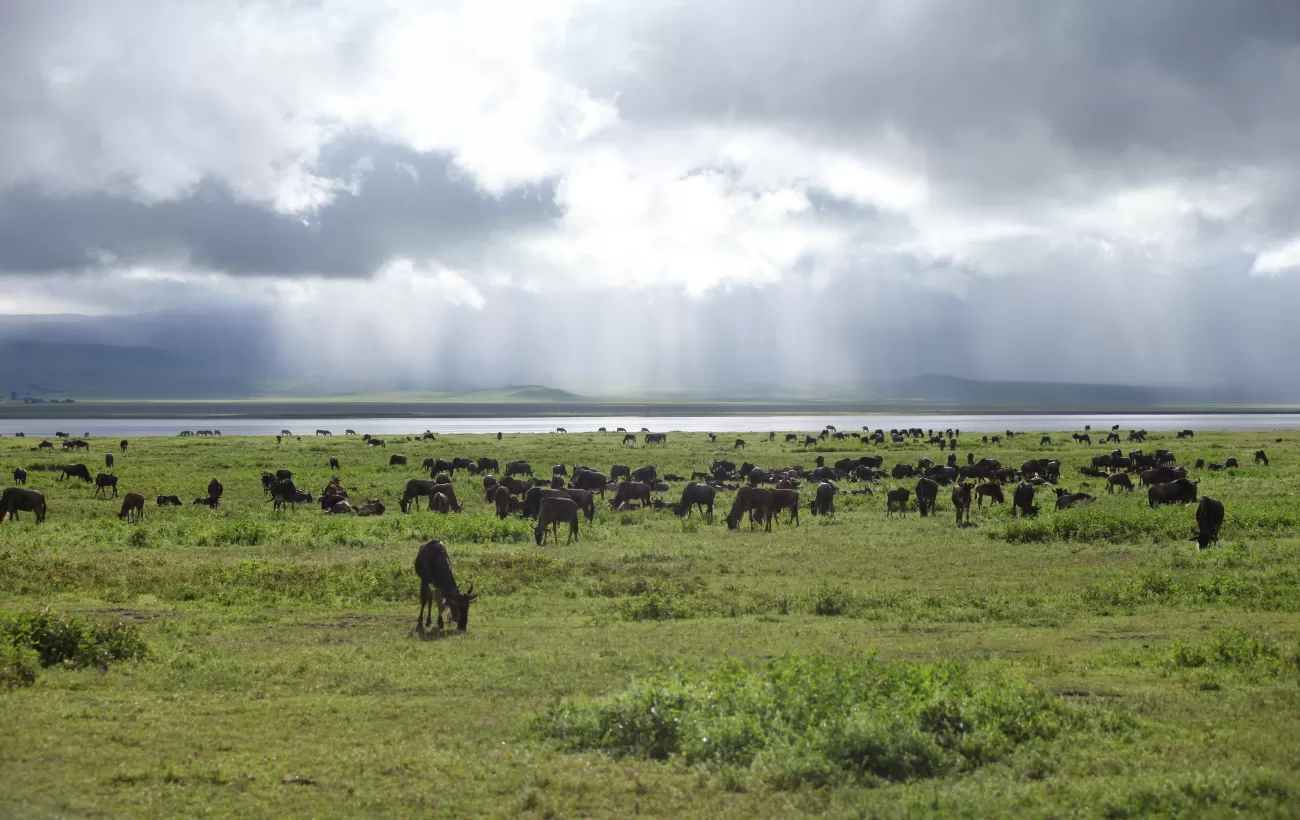 Wildife on the plains of Tanzania