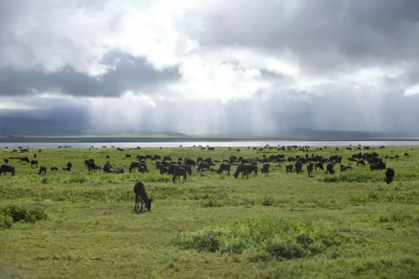 Wildife on the plains of Tanzania