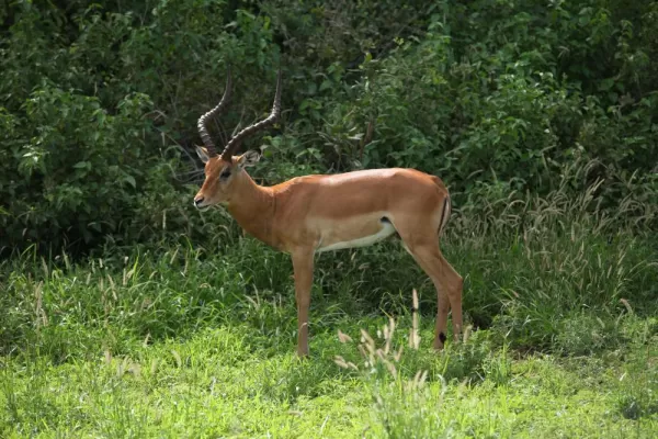 Impala in Lake Manyara