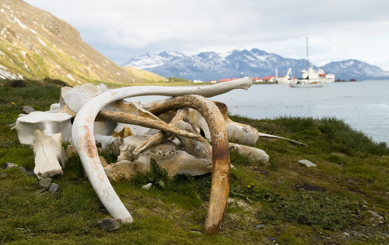 Whale bones at the Grytviken whaling station