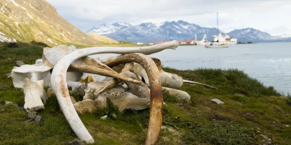 Whale bones at the Grytviken whaling station