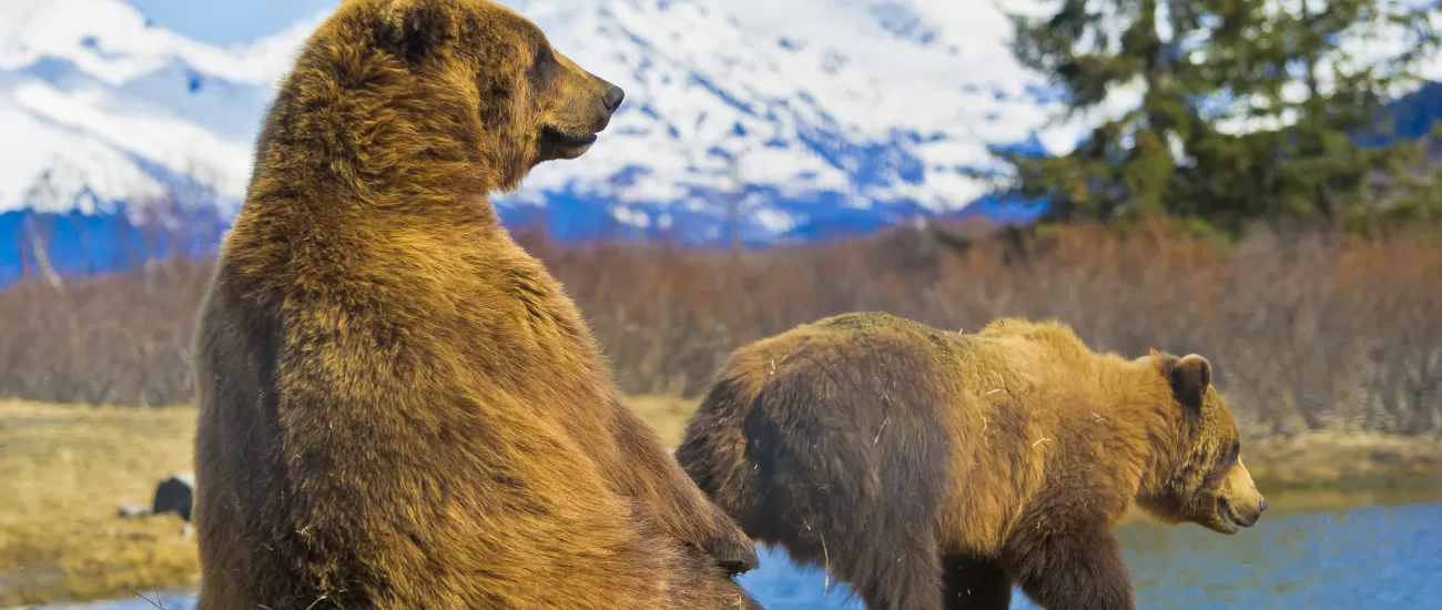 Kodiak bears in Alaska