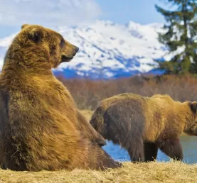 Kodiak bears in Alaska