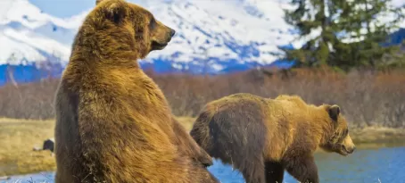 Kodiak bears in Alaska