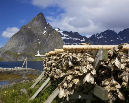 Drying stockfish on Lofoten, Norway