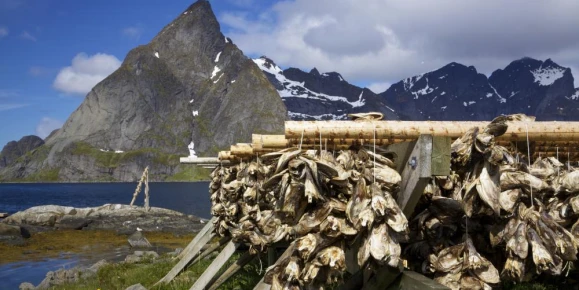 Drying stockfish on Lofoten, Norway