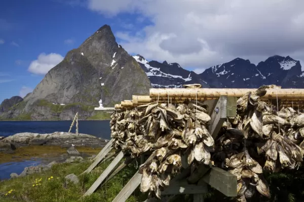 Drying stockfish on Lofoten, Norway