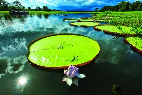 While you cruise to Amazon, keep an eye out for its giantlilypads