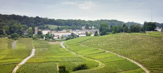 Sprawling vineyards of France
