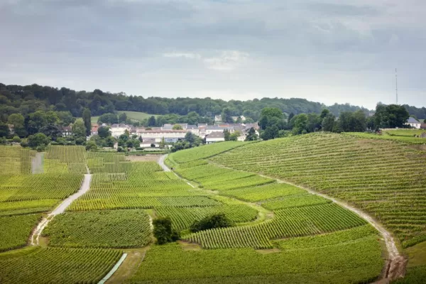 Sprawling vineyards of France