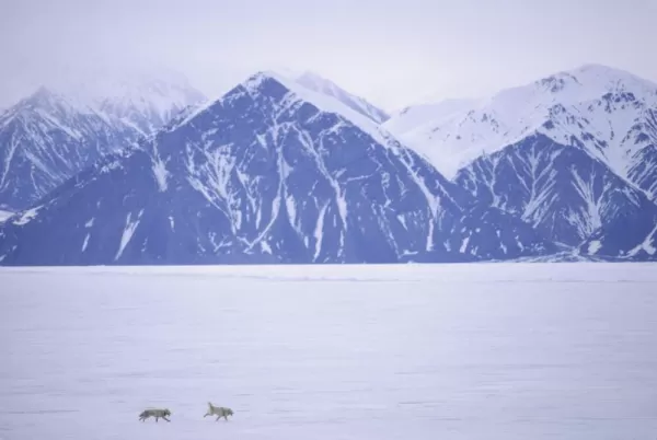Sled dogs on Baffin Island, Canada