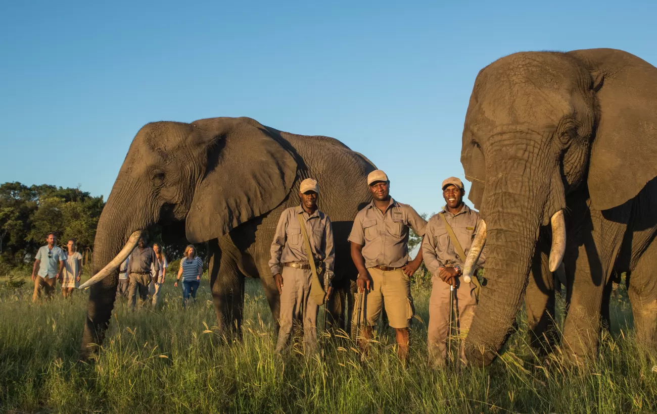 Elephants at Abu Camp