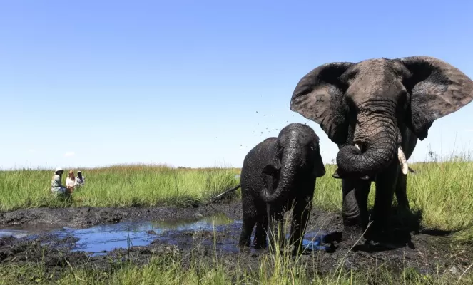 Elephants play in the delta