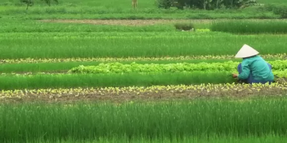 Working in the fields